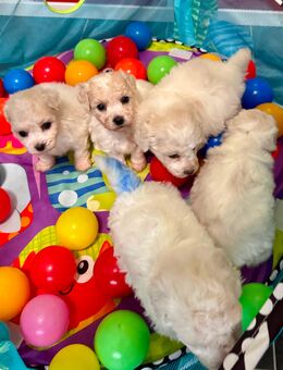 reinrassige Bichon Frise Welpen Ahnentafel & Starterpaket - Papenburg