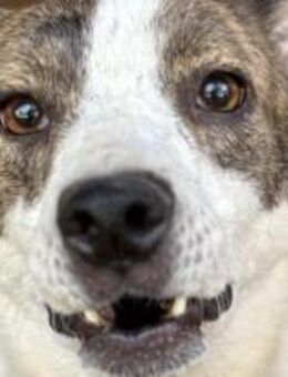 Kaya taut langsam auf 🐾 - Elsdorf (Nordrhein-Westfalen)