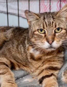 Liebe Katzendame Valkiria sucht Chance - Bad Camberg