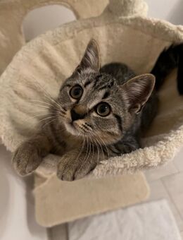 Süße Katzen - Syke