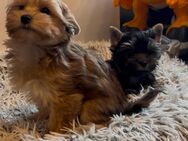 Yorkshire Terrier Welpen - Blaubach