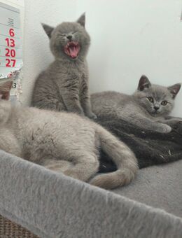 BKH Kitten, Britisch Kurzhaar, Weibchen, Männchen - Augsburg