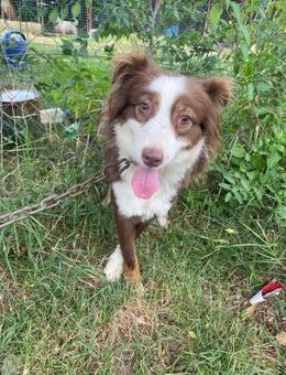 Die sensible Zselinke sucht ein Zuhause - Heinsberg