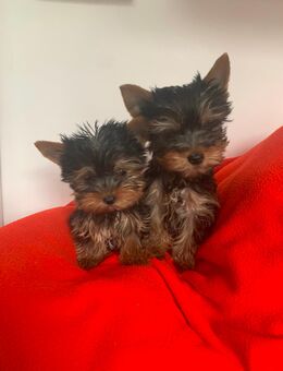 Yorkshire Terrier Welpe exklusiv - Bamberg