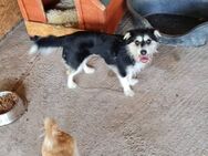 Kleine Heldin Sunny sucht ihr Glück - Leonberg (Baden-Württemberg)