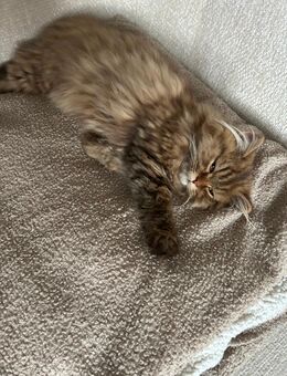 BKH/BLH Katzen - Mülheim (Ruhr) Zentrum