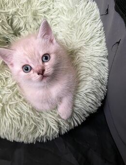 BKH Kitten - Backnang