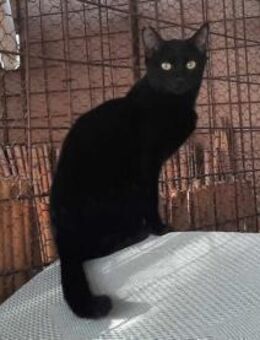 Bonita, verschmustes Energiebündel, 11M - Vaterstetten