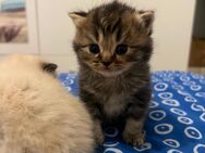 Letztes Kitten sucht ihr Traum-Zuhause – Britisch Kurzhaar × Perser Mädchen - Duisburg