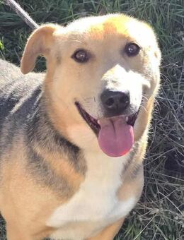 MINOK möchte endlich ankommen ♥️‼️ - München