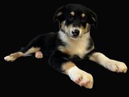 Australian Shepherd Welpen auszugsbereit - Hannover Mitte