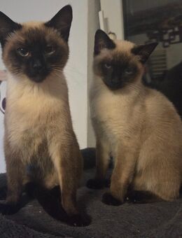 Siam kitten weiblich - Detmold Berlebeck