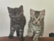 Bkh Mix Kitten. - Wangerland