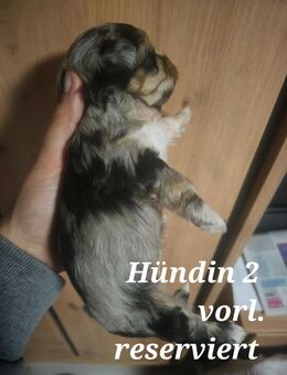 Zuckersüße Maltipoo-Welpen - Osnabrück