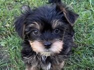 Yorkshire Terrier - Bleicherode