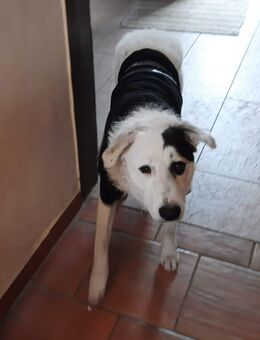 Unser hübscher Mischlingsrüde Jack 1,5 Jahre alt, ca 58 cm , kastr. sucht ein Zuhause - Angern