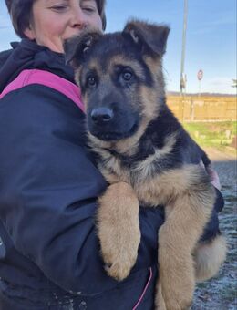 Deutscher Schäferhund Rüde - Dresden