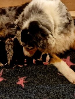 Australian Shepherd Welpen - Castrop-Rauxel