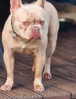 Französische bulldogge - Siegen (Universitätsstadt)