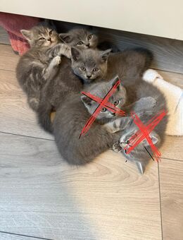 Reinrassige BKH Kitten - Dortmund