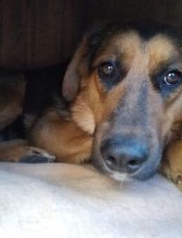 Bimba - Rieden (Rheinland-Pfalz)