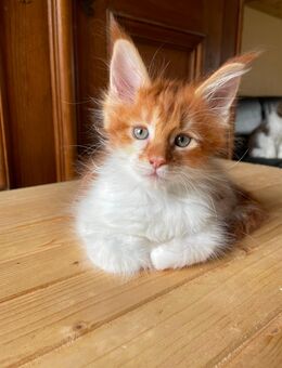 Maine Coon Kitten Vita mit Stammbaum - Ellhofen