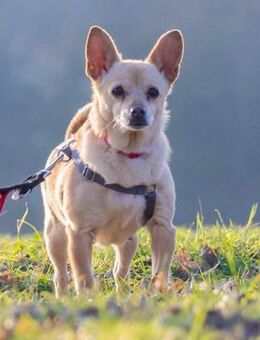 Pixie, Pflegestelle in Niedersachsen - Bad Vilbel