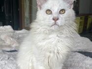 Maine Coon Kitten shaded Linie - Dortmund Hombruch