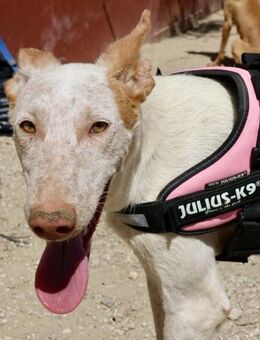 Gunnar, zutraulich, lernfreudig, offen - Westerholt