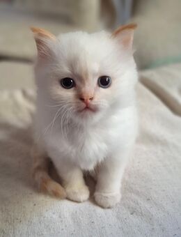 Ragdoll Kitten - Rheinsberg