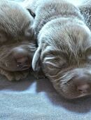 Reinrassige Labrador Welpen in silber und gelbmit Ahnentafel in 72555