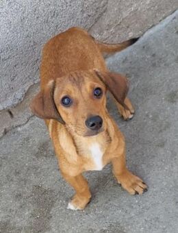 ♥Luci♥ entzückender,kleiner Charming-Boy - Hamburg