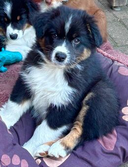 1 Australien Shepherd Welpe in Black Tri männlich sucht noch ein neues Zuhause - Satow
