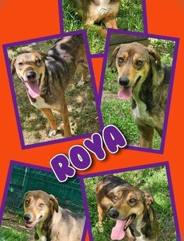 Tolle Roya wartet aufs Happyend! - Nürnberg