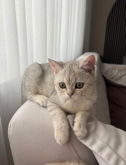 Wunderschöner BKH Kater - Grevenbroich