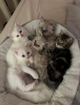 BLH /Heilige Birma Kitten - Leipzig Südost