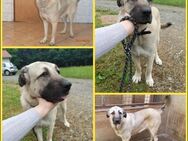 Malika Kangal Mischling Hündin sucht - Margetshöchheim