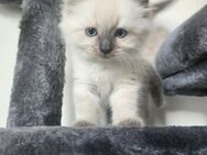 Ragdoll Kitten - Hannover Misburg-Anderten