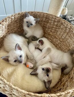 4 zauberhafte Siam Kätzchen suchen ein liebevolles Zuhause - Münsingen