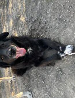 Kuschelkönigin Ava sucht dich - Celle