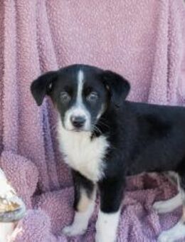 264843 - neugierig verspielt freundlich - Overath