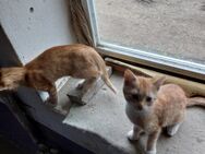 2 Bauernhof Kater - Stadelhofen