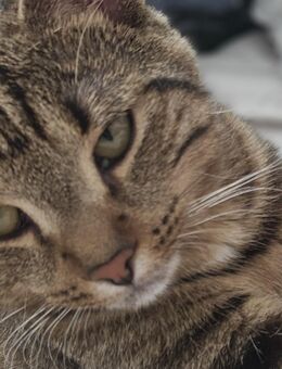 Bkh ekh jung katze abzugeben - Duisburg