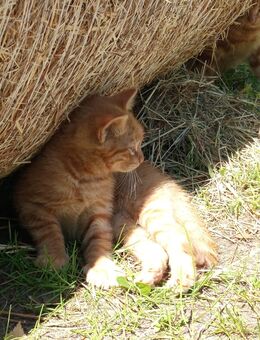 2 bildhübsche rote Main Coon /Glückskatze kitten - Lilienthal