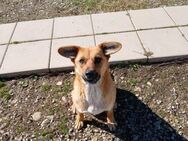 💖 Treue Stella sucht Liebe 💖NOTFALL - Eislingen (Fils)