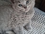 Britisch Kurzhaar Kitten Bkh 2 frei - Reddelich