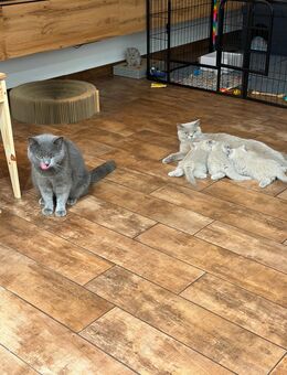 BKH kitten - Mönchengladbach