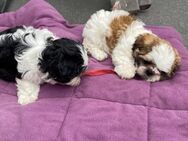 Shih Tzu Welpen - Sinzheim