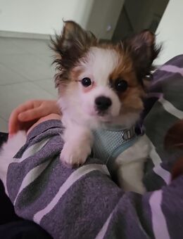 Welpen pomeranian Chihuahua Malteser mix - Langenfeld (Rheinland)
