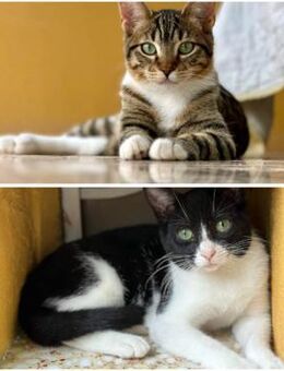 Fanta & Fang - zwei Herzenskater - Walluf